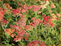 Achillea millefolium &#39;Paprika&#39;