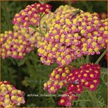 Achillea millefolium &#39;Paprika&#39;