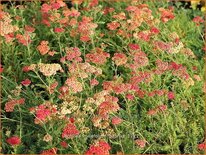 Achillea millefolium &#39;Paprika&#39;