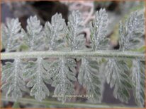 Achillea &#39;Moonshine&#39;