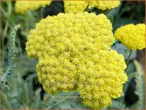 Achillea &#39;Moonshine&#39;