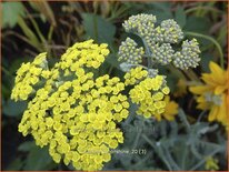 Achillea &#39;Moonshine&#39;