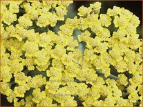 Achillea &#39;Moonshine&#39;