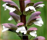 Acanthus mollis