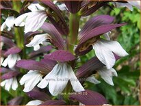 Acanthus mollis