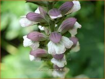 Acanthus spinosus