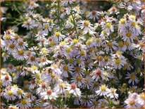 Aster ericoides &#39;Erlkönig&#39;