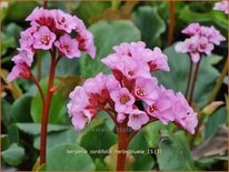 Bergenia cordifolia &#39;Herbstblüte&#39;