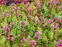 Bergenia &#39;Morgenröte&#39;