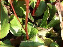 Bergenia &#39;Morgenröte&#39;