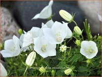 Campanula carpatica &#39;Weiße Clips&#39;