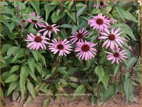 Echinacea purpurea &#39;Augustkönigin&#39;