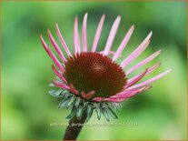 Echinacea purpurea &#39;Augustkönigin&#39;