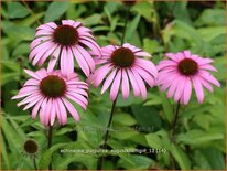 Echinacea purpurea &#39;Augustkönigin&#39;