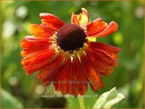 Helenium &#39;Flammendes Käthchen&#39;