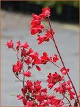 Heuchera sanguinea &#39;Leuchtkäfer&#39;