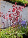 Heuchera sanguinea &#39;Leuchtkäfer&#39;