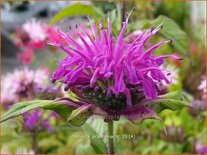 Monarda &#39;Prärienacht&#39;