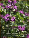 Monarda &#39;Prärienacht&#39;