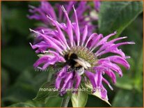 Monarda &#39;Prärienacht&#39;