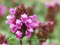 Prunella grandiflora &#39;Gruß aus Isernhagen&#39;