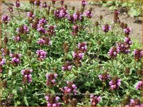 Prunella grandiflora &#39;Gruß aus Isernhagen&#39;