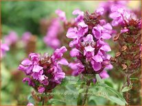 Prunella grandiflora &#39;Gruß aus Isernhagen&#39;