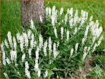 Salvia nemorosa &#39;Schneehügel&#39;