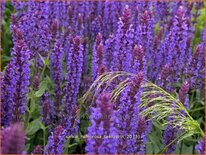 Salvia nemorosa &#39;Tänzerin&#39;