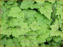 Tiarella cordifolia &#39;Moorgrün&#39;