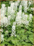 Tiarella cordifolia &#39;Moorgrün&#39;