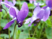 Viola odorata &#39;Königin Charlotte&#39;