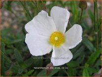 Helianthemum &#39;The Bride&#39;