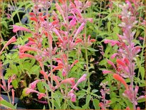 Agastache &#39;Tangerine Dream&#39;