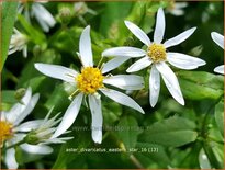 Aster divaricatus &#39;Eastern Star&#39;