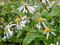 Aster divaricatus &#39;Eastern Star&#39;