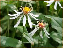 Aster divaricatus &#39;Eastern Star&#39;