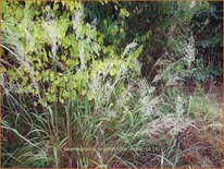 Calamagrostis brachytricha &#39;Mona&#39;