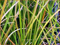 Carex calotides