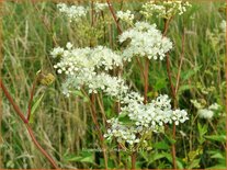 Filipendula ulmaria