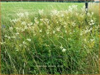 Filipendula ulmaria