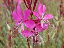 Gaura lindheimeri &#39;Pink Panache&#39;