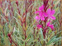 Gaura lindheimeri &#39;Pink Panache&#39;