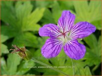 Geranium wlassovianum &#39;Typ Zeppelin&#39;