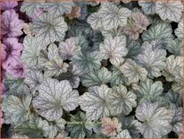 Heuchera &#39;Pinot Noir&#39;