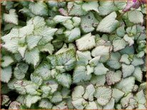 Lamium maculatum &#39;Sterling Silver&#39;