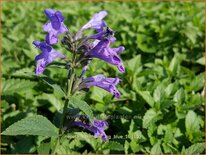 Nepeta &#39;Weinheim Big Blue&#39;