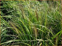 Pennisetum alopecuroides &#39;National Arboretum&#39;