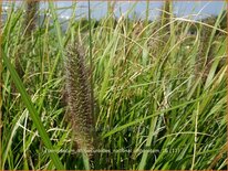 Pennisetum alopecuroides &#39;National Arboretum&#39;