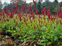 Persicaria amplexicaulis &#39;Dark Red&#39;